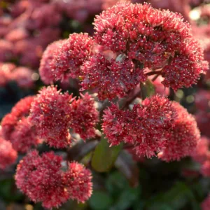 Sedum 'Desert Red', Stonecrop 'Desert Red', Sedum telephium 'Desert Red', Showy Sedum 'Desert Red', Red Sedum, Red Stonecrop, Hylotelephium 'Desert Red'