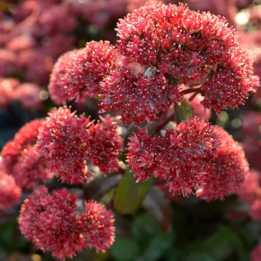 Sedum 'Desert Red', Stonecrop 'Desert Red', Sedum telephium 'Desert Red', Showy Sedum 'Desert Red', Red Sedum, Red Stonecrop, Hylotelephium 'Desert Red'