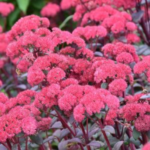 Sedum 'Red Cauli', Stonecrop 'Red Cauli', Sedum telephium 'Red Cauli', Showy Sedum 'Red Cauli', Red Sedum, Red Stonecrop, Hylotelephium 'Red Cauli'