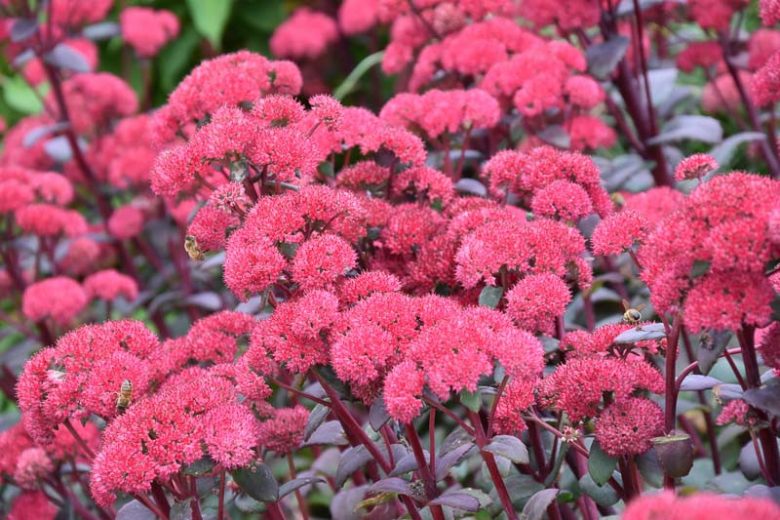Sedum 'Red Cauli', Stonecrop 'Red Cauli', Sedum telephium 'Red Cauli', Showy Sedum 'Red Cauli', Red Sedum, Red Stonecrop, Hylotelephium 'Red Cauli'