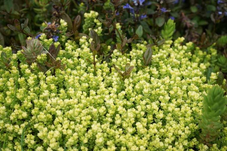 Sedum acre 'Aureum', Common Stonecrop  'Aureum', Golden Moss,  'Aureum',  Golden Sedum, Golden Groundcover