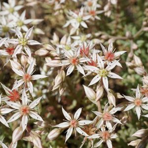 Sedum album, White Stonecrop, Tall White Stonecrop, Thick-Leaved Stonecrop, Worm Grass, Hardy Baby Tears, Sedum athoum, Sedum serpentini