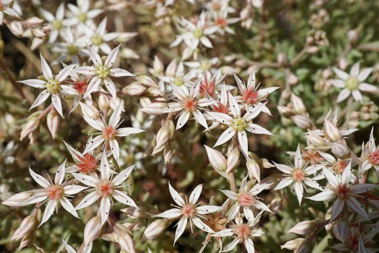 Sedum album, White Stonecrop, Tall White Stonecrop, Thick-Leaved Stonecrop, Worm Grass, Hardy Baby Tears, Sedum athoum, Sedum serpentini
