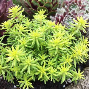Sedum SUNSPARKLER® 'Angelinas Teacup', Sedum 'Angelinas Teacup', SUNSPARKLER® Series, Yellow Sedum, Yellow Succulent, Gold Sedum, Gold Succulent