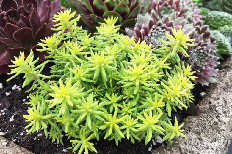 Sedum SUNSPARKLER® 'Angelinas Teacup', Sedum 'Angelinas Teacup', SUNSPARKLER® Series, Yellow Sedum, Yellow Succulent, Gold Sedum, Gold Succulent