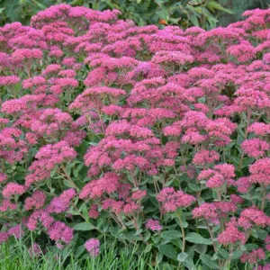Sedum Carl, Stonecrop 'Carl', Sedum telephium 'Carl', Showy Sedum 'Carl', Hylotelephium 'Carl', Pink Sedum, Rose Sedum