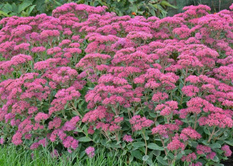 Sedum Carl, Stonecrop 'Carl', Sedum telephium 'Carl', Showy Sedum 'Carl', Hylotelephium 'Carl', Pink Sedum, Rose Sedum