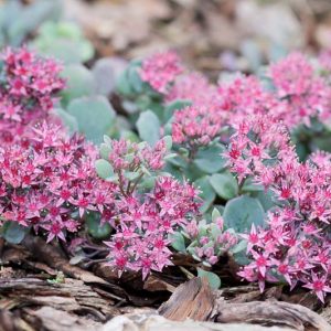 Sedum cauticola, Cliff Stonecrop, Cliff Dwelling Stonecrop, Evergreen Succulent, Evergreen Sedum