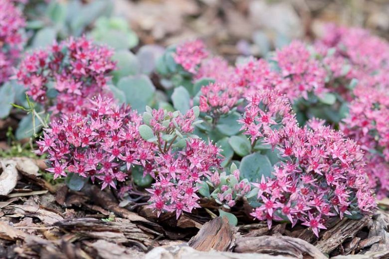 Sedum cauticola, Cliff Stonecrop, Cliff Dwelling Stonecrop, Evergreen Succulent, Evergreen Sedum