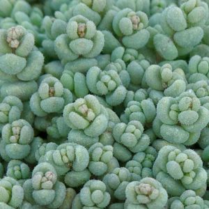 Sedum dasyphyllum, Corsican Stonecrop, Thick leaved Stonecrop, Thick-leaved Stonecrop, Leafy Stonecrop, Round leaved Stonecrop, Thick-leaved sedum, Stonecrop