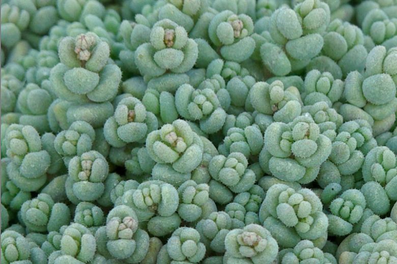 Sedum dasyphyllum, Corsican Stonecrop, Thick leaved Stonecrop, Thick-leaved Stonecrop, Leafy Stonecrop, Round leaved Stonecrop, Thick-leaved sedum, Stonecrop