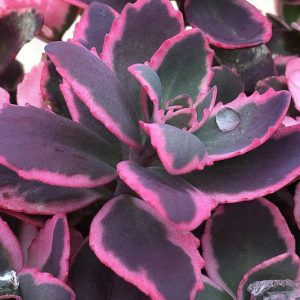 Sedum SUNSPARKLER® 'Dream Dazzler', Sedum 'Dream Dazzler', SUNSPARKLER® Series, Red Sedum, Red Succulent, Burgundy Sedum, Burgundy Succulent