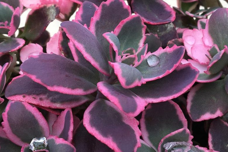 Sedum SUNSPARKLER® 'Dream Dazzler', Sedum 'Dream Dazzler', SUNSPARKLER® Series, Red Sedum, Red Succulent, Burgundy Sedum, Burgundy Succulent