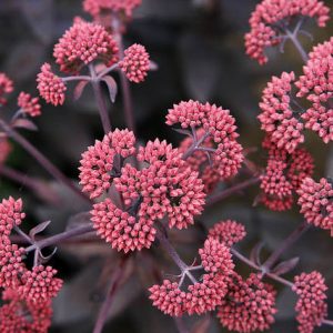 Sedum 'Jose Aubergine', Stonecrop 'Jose Aubergine', Orpine 'Jose Aubergine'