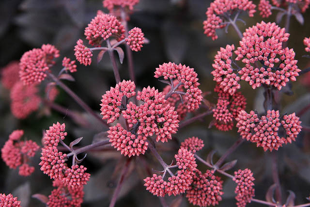 Sedum 'Jose Aubergine', Stonecrop 'Jose Aubergine', Orpine 'Jose Aubergine'