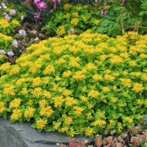 Sedum kamtschaticum, Orange Stonecrop, Russian Stonecrop, Kamschatca Stonecrop, Kamschatca Sedum, Phedimus kamtschaticus