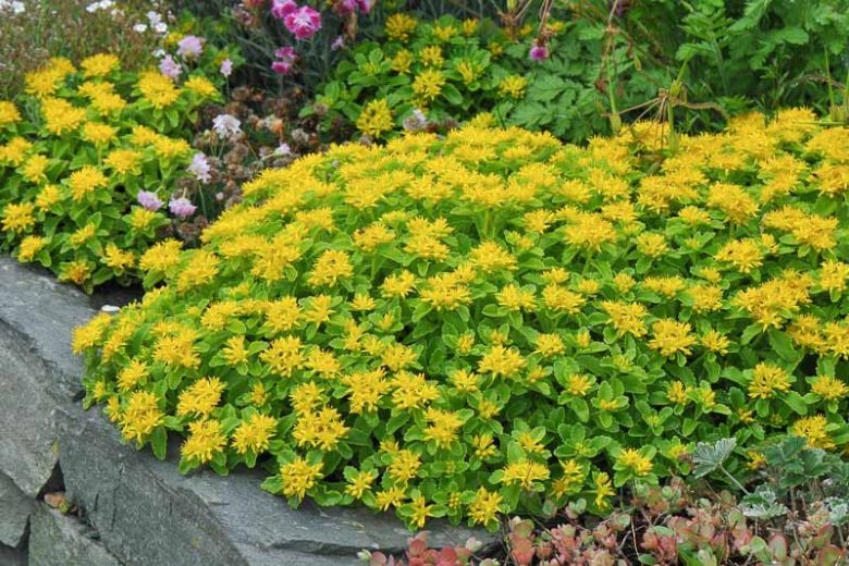 Sedum kamtschaticum, Orange Stonecrop, Russian Stonecrop, Kamschatca Stonecrop, Kamschatca Sedum, Phedimus kamtschaticus