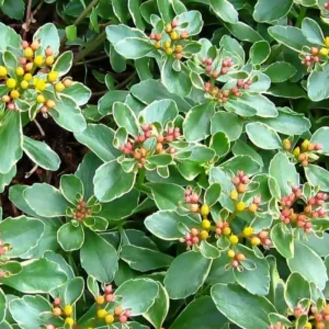 Sedum kamtschaticum var. kamtschaticum 'Variegatum', Orange Stonecrop 'Variegatum', Variegated Orange Stonecrop, Orange Sedum, Yellow Succulent, Yellow Sedum