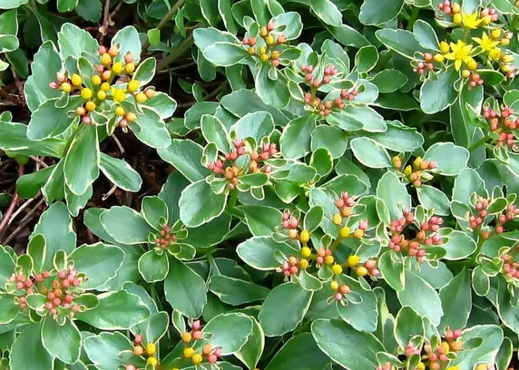 Sedum kamtschaticum var. kamtschaticum 'Variegatum', Orange Stonecrop 'Variegatum', Variegated Orange Stonecrop, Orange Sedum, Yellow Succulent, Yellow Sedum
