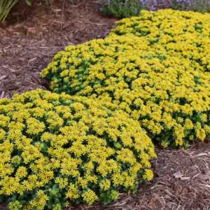 Sedum Little Miss Sunshine, Stonecrop 'Little Miss Sunshine', Yellow Sedum, Yellow Stonecrop