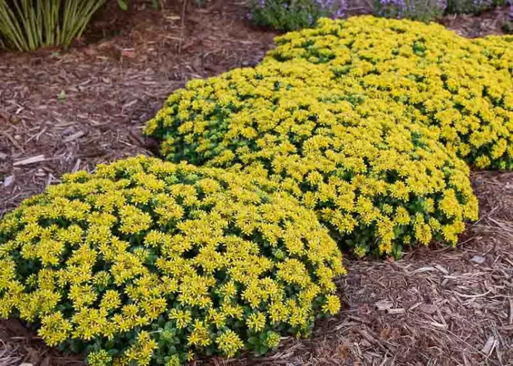 Sedum Little Miss Sunshine, Stonecrop 'Little Miss Sunshine', Yellow Sedum, Yellow Stonecrop