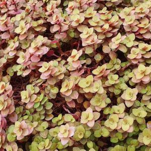 Sedum makinoi 'Ogon', Golden Japanese Stonecrop, Golden Makino Stonecrop, Sedum Groundcover, Golden Sedum