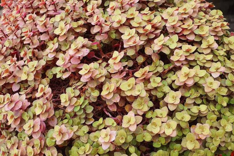 Sedum makinoi 'Ogon', Golden Japanese Stonecrop, Golden Makino Stonecrop, Sedum Groundcover, Golden Sedum
