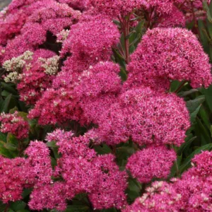 Sedum Mr Goodbud, Stonecrop Mr Goodbud, Ice Plant Mr Goodbud, Award Sedum, late summer perennial