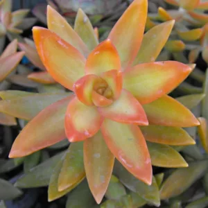 Sedum nussbaumerianum, Sedum Adolphii, Coppertone Stonecrop, Yellow Sedum, Red Sedum, Succuent, AGM Sedum