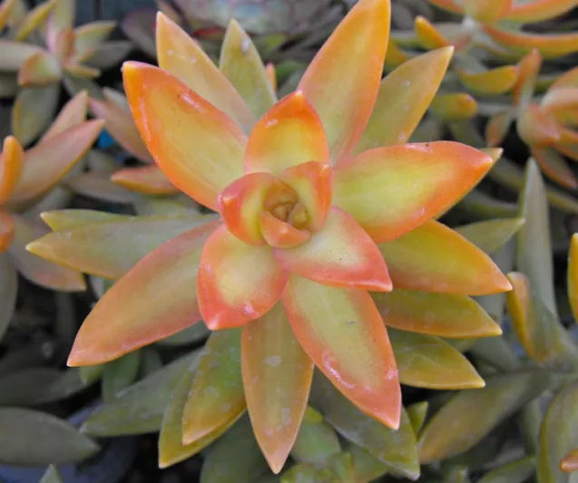 Sedum nussbaumerianum, Sedum Adolphii, Coppertone Stonecrop, Yellow Sedum, Red Sedum, Succuent, AGM Sedum