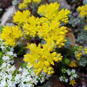 Sedum oreganum, Oregon Stonecrop, Yellow Sedum, Yellow Stonecrop