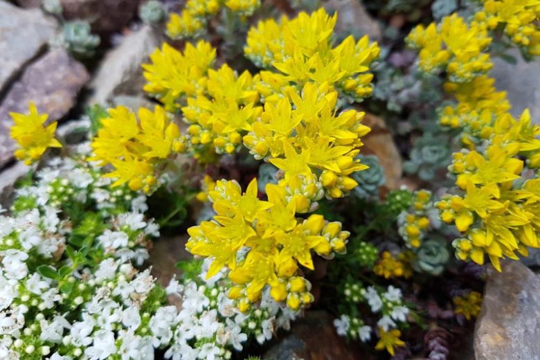 Sedum oreganum, Oregon Stonecrop, Yellow Sedum, Yellow Stonecrop