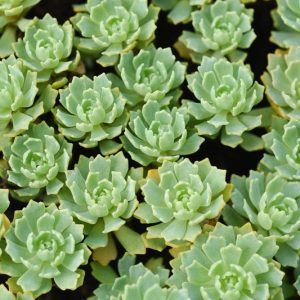 Sedum pachyclados, Gray Stonecrop, Rhodiola pachyclados, Afghan Sedum, Afghani Stonecrop, Silver Gem Stonecrop, Evergreen Succulent, Evergreen Sedum, Groundcover Sedum