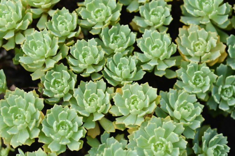 Sedum pachyclados, Gray Stonecrop, Rhodiola pachyclados, Afghan Sedum, Afghani Stonecrop, Silver Gem Stonecrop, Evergreen Succulent, Evergreen Sedum, Groundcover Sedum