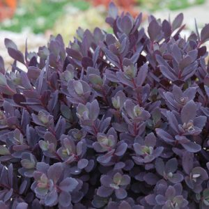 Sedum SUNSPARKLER® 'Plum Dazzled', Sedum 'Plum Dazzled', SUNSPARKLER® Series, Red Sedum, Red Succulent, Burgundy Sedum, Burgundy Succulent