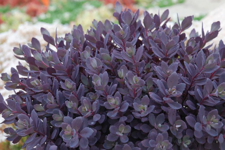 Sedum SUNSPARKLER® 'Plum Dazzled', Sedum 'Plum Dazzled', SUNSPARKLER® Series, Red Sedum, Red Succulent, Burgundy Sedum, Burgundy Succulent