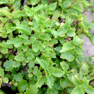 Sedum populifolium, Poplar-Leaved Stonecrop, Showy Stonecrop, Anacampseros populifolia, Hylotelephium populifolium , Evergreen Shrub, Evergreen Sedum