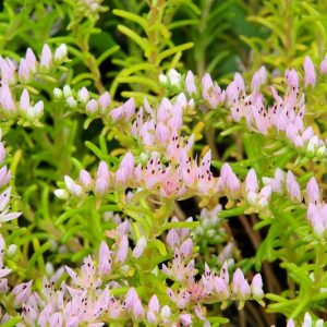 Sedum pulchellum,  Widowscross, Widow's Cross, Sea Star, Chetyson pulchella, Chetyson vigilimontis, Sedum vigilimontis, Pink Sedum, Pink Flowers, Native Sedum
