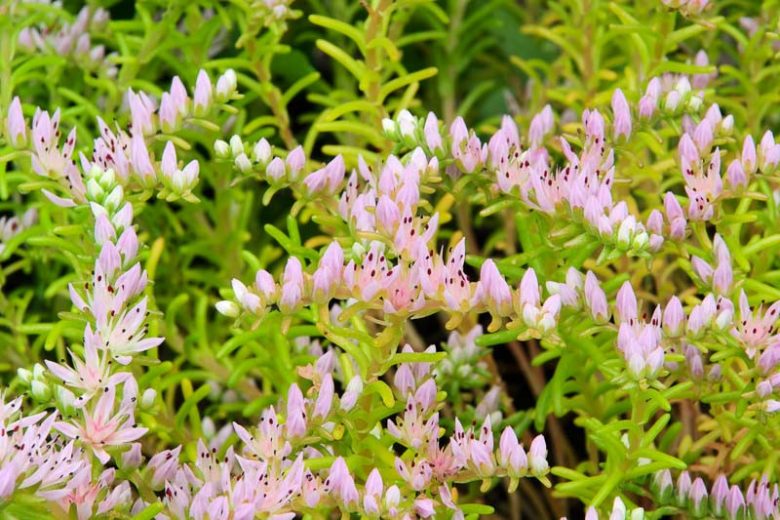 Sedum pulchellum,  Widowscross, Widow's Cross, Sea Star, Chetyson pulchella, Chetyson vigilimontis, Sedum vigilimontis, Pink Sedum, Pink Flowers, Native Sedum