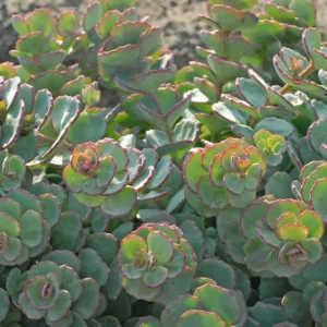 Sedum sieboldii, October Daphne Stonecrop, Hylotelephium sieboldii, sieboldii stonecrop