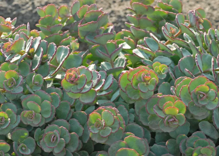 Sedum sieboldii, October Daphne Stonecrop, Hylotelephium sieboldii, sieboldii stonecrop