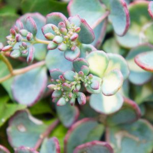 Sedum sieboldii 'Mediovariegatum', October Daphne 'Mediovariegatum', Variegated Sedum, Stonecrop 'Misebaya-nakafu', Hylotelephium sieboldii 'Foliis Mediovariegatis', Hylotelephium sieboldii 'Mediovariegatum', Sedum sieboldii 'Variegatum', Hylotelephium sieboldii 'Nakafu'
