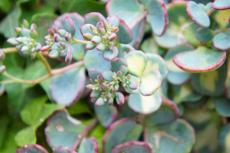 Sedum sieboldii 'Mediovariegatum', October Daphne 'Mediovariegatum', Variegated Sedum, Stonecrop 'Misebaya-nakafu', Hylotelephium sieboldii 'Foliis Mediovariegatis', Hylotelephium sieboldii 'Mediovariegatum', Sedum sieboldii 'Variegatum', Hylotelephium sieboldii 'Nakafu'