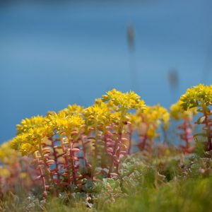 Sedum spathulifolium, Spoon-Leaved Stonecrop, Pacific Stonecrop, Broadleaf Stonecrop, Broad-Leaf Stonecrop, Common Stonecrop