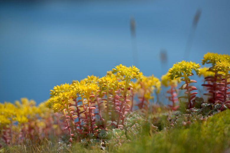 Sedum spathulifolium, Spoon-Leaved Stonecrop, Pacific Stonecrop, Broadleaf Stonecrop, Broad-Leaf Stonecrop, Common Stonecrop