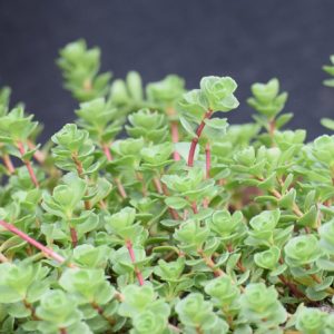 Sedum spurium ‘John Creech’, Stonecrop 'John Creech', John Creech Stonecrop, Two Row Stonecrop 'John Creech', Phedimus spurius 'John Creech'