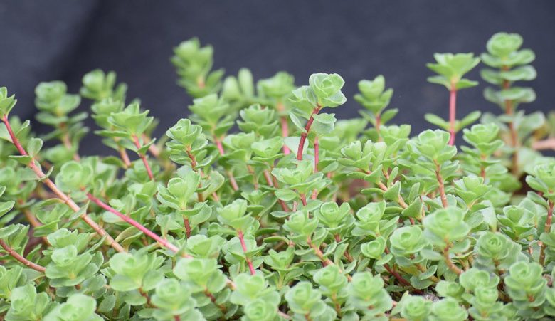 Sedum spurium ‘John Creech’, Stonecrop 'John Creech', John Creech Stonecrop, Two Row Stonecrop 'John Creech', Phedimus spurius 'John Creech'