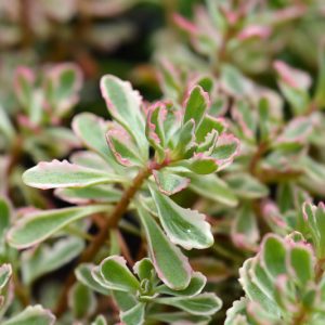 Sedum spurium ‘Tricolor’,Stonecrop 'Tricolor', Tricolor Stonecrop, Sedum spurium 'Variegatum', Phedimus spurius 'Tricolor', Variegated Sedum, Variegated Succulent