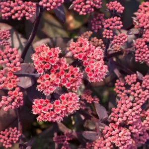 Sedum 'Karfunkelstein', Sedum Telephium 'Karfunkelstein', Stonecrop 'Karfunkelstein', Orpine 'Karfunkelstein', Purple Orpine 'Karfunkelstein'
