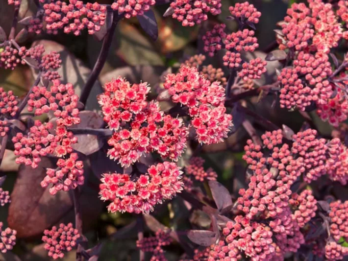 Sedum 'Karfunkelstein', Sedum Telephium 'Karfunkelstein', Stonecrop 'Karfunkelstein', Orpine 'Karfunkelstein', Purple Orpine 'Karfunkelstein'
